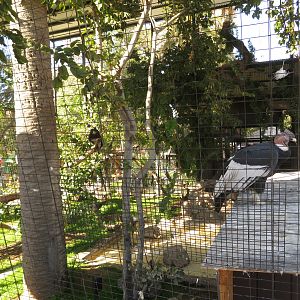 Andean Condor Aviary