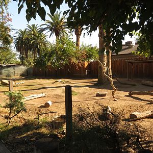 Chacoan Peccary Exhibit (1 of 2)