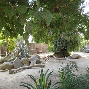 Chacoan Peccary Exhibit (2 of 2)