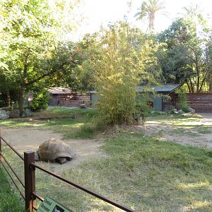 Giant Tortoise/Screamer Exhibit