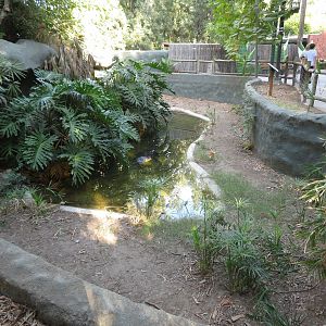 American Alligator Exhibit