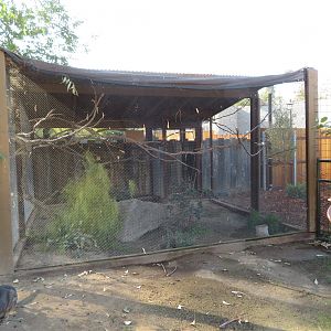 Laughing Kookaburra Aviary