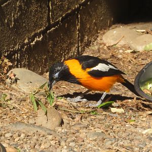 Venezuelan Troupial