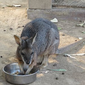 Tammar Wallaby