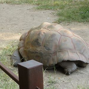 Galapagos Giant Tortoise