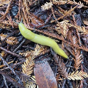 Banana Slug