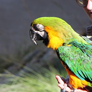 Hybrid Macaw - Blue-and-Yellow x Military