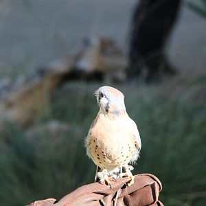 American Kestrel