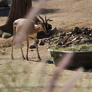 Soemmering’s Gazelle