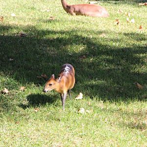 Red-flanked Duiker (+ Gerenuk in the background)