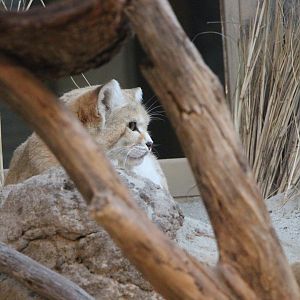 Sand Cat