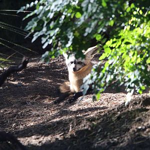 Bat-eared Fox