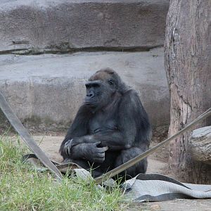 Western Lowland Gorilla