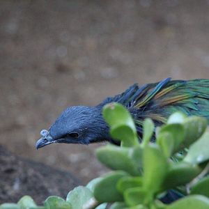 Nicobar Pigeon