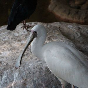 African Spoonbill