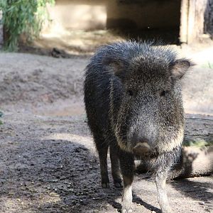 Chacoan Peccary