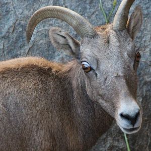 Desert Bighorn Sheep