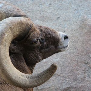 Desert Bighorn Sheep