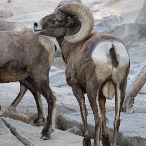 Desert Bighorn Sheep