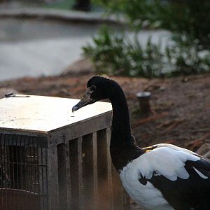 Magpie Goose