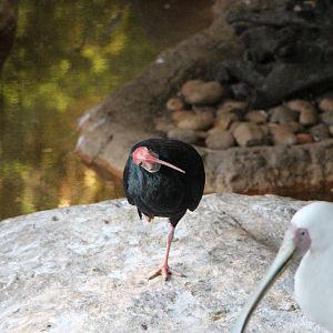 Southern Bald Ibis