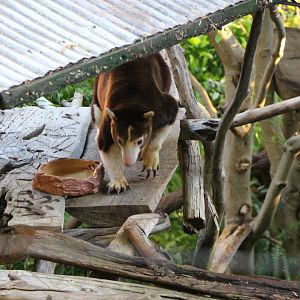 Matschie’s Tree-kangaroo