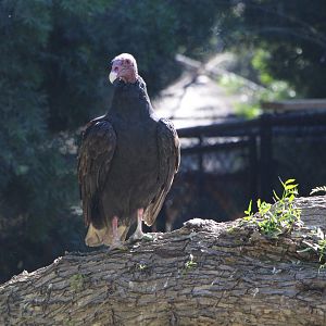Turkey Vulture