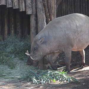 Northern Sulawesi Babirusa