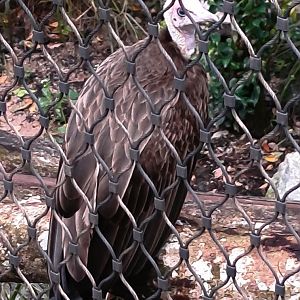 Hooded Vulture (Necrosyrtes monachus)