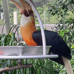Papuan Hornbill (Rhyticeros plicatus)