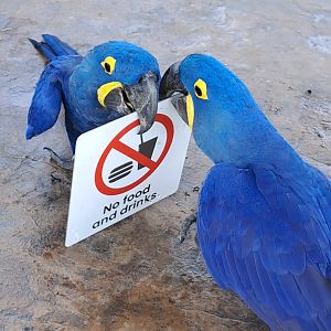 Hyacinth Macaw (Anodorhynchus hyacinthinus)