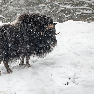 Muskox (Ovibos moschatus)