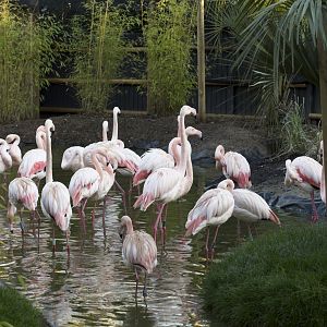 American Flamingos