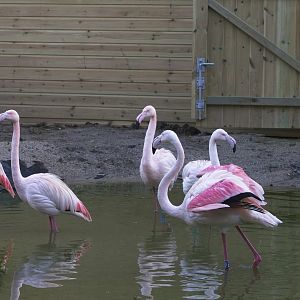 American Flamingos