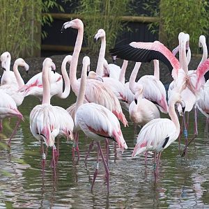 American Flamingos