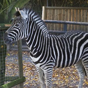 Tilly (Matilda) Chapmans Zebra