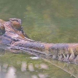 False Gharial (Sunda Gharial, Tomistoma)