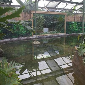 Tomistoma enclosure.