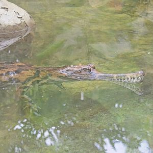 False  Gharial (Tomistoma) possibly named Leema?