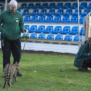 Serval Kitten playtime.