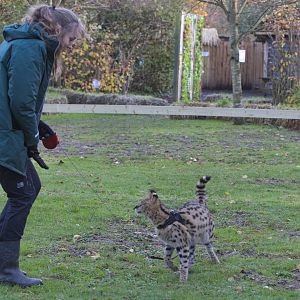 Keepers with 6 mth old Serval kitten