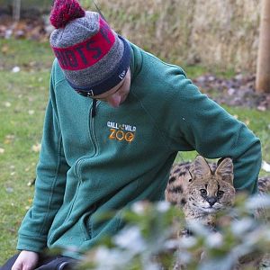 Keepers with Serval kittens (6 mth old)