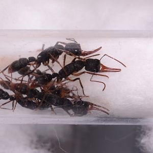 Predator jumping ant (Harpegnathos venator)