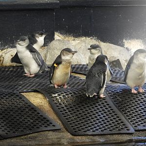 [2020] Little blue penguins