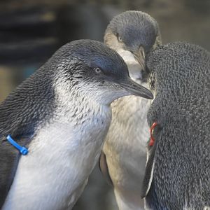 [2020] Little blue penguins