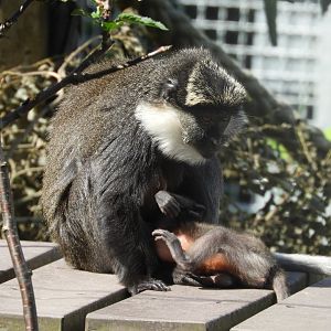 [2020] Red-bellied guenon