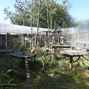 [2020] Patas monkey and red-bellied guenon enclosure