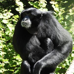 [2020] Siamang