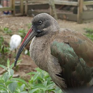 [2020] Hadada ibis