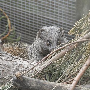 [2020] Egyptian mongoose